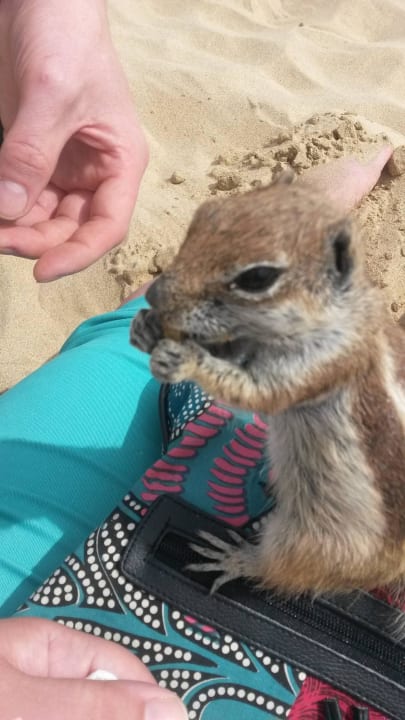 Sehr süß & sehr zarm SBH Club Paraiso Playa