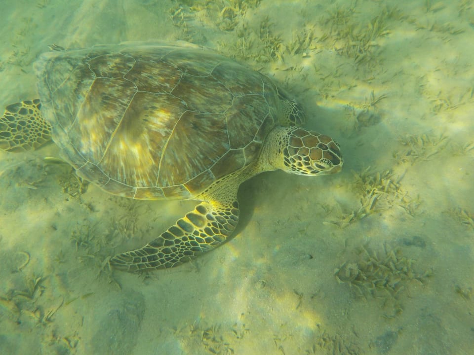 Strand SUNRISE Cardina Resort