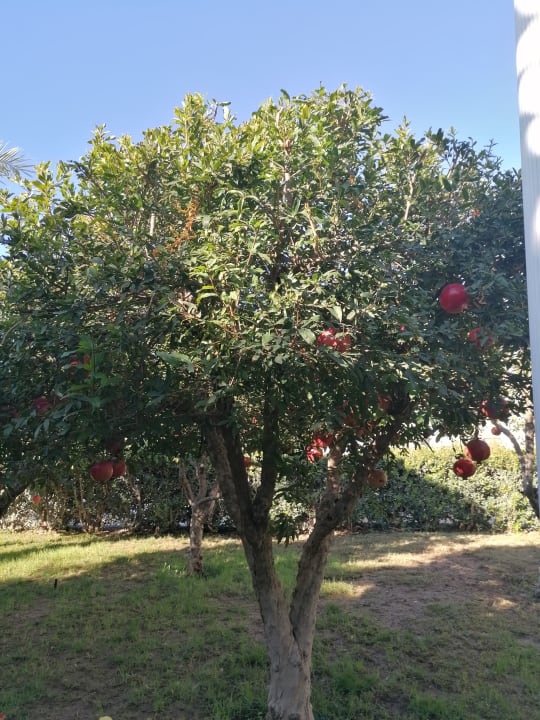 Gartenanlage Royal Holiday Palace