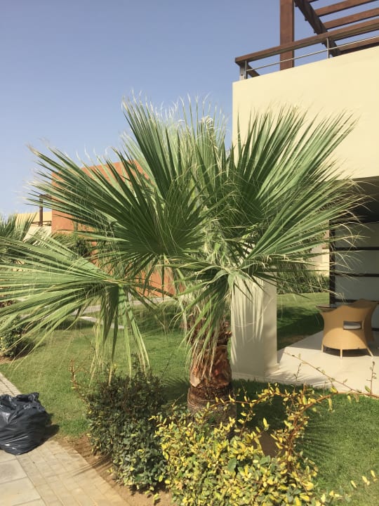 Gartenanlage Astir Odysseus Kos Resort & Spa