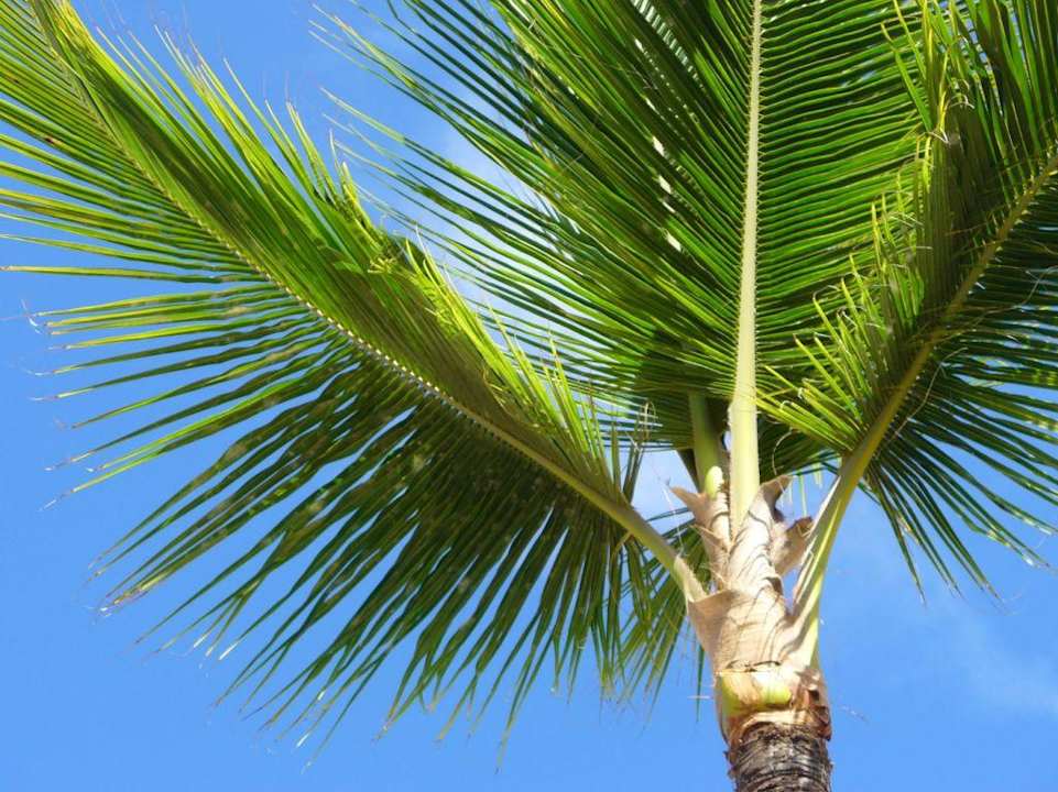 Palme am Sirenis Tropical Beach Grand Sirenis Punta Cana Resort & Aquagames