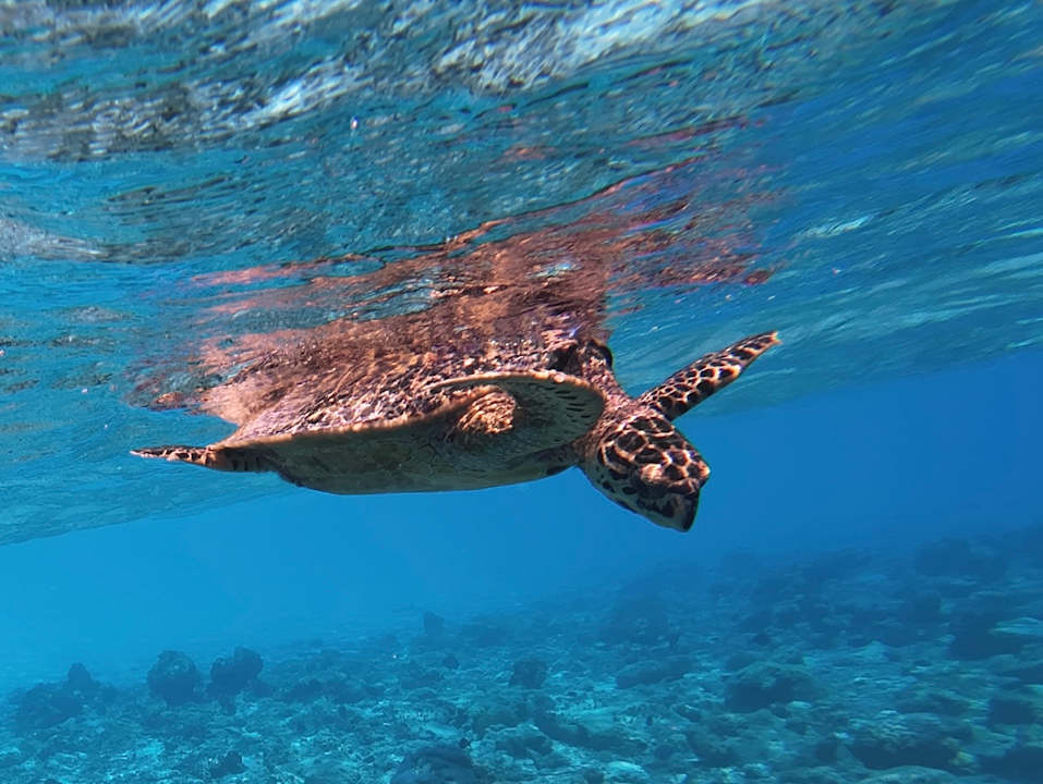 Sonstiges Vilamendhoo Island Resort & Spa