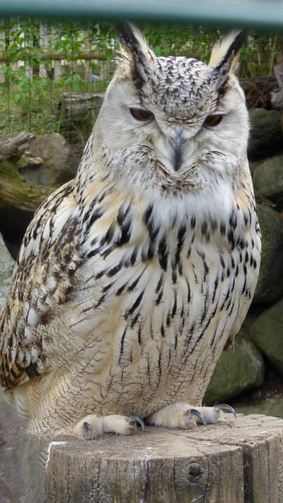 Aus der Falknerei des Hotelchefs Hotel Panorama