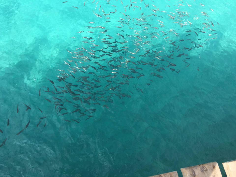 Ryby przy molo Oasis Salinas Sea