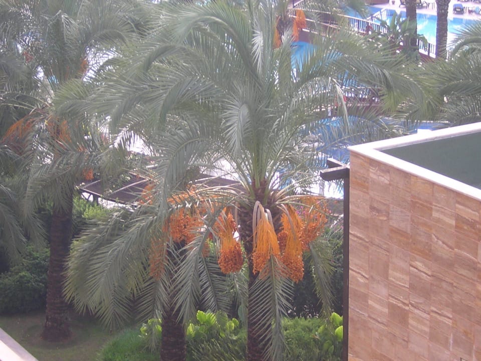 Merkwürdige Früchte oder? Sunis Kumköy Beach Resort Hotel & Spa