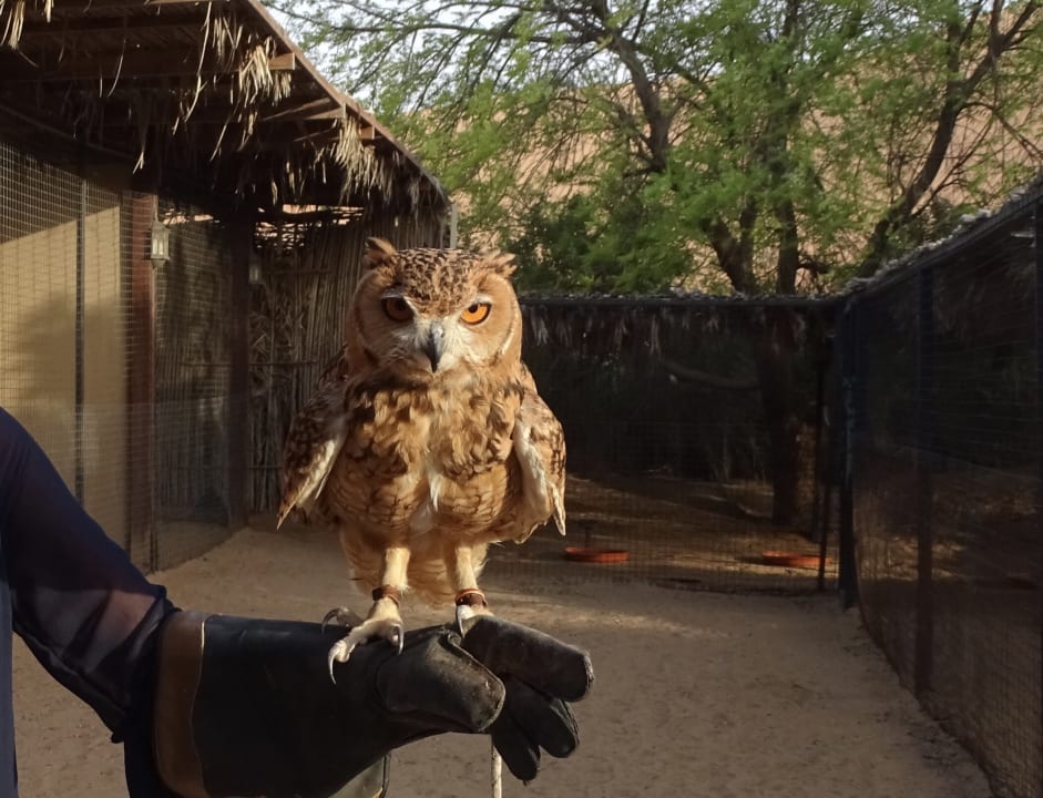 Sport & Freizeit Al Maha, A Luxury Collection Desert Resort & Spa