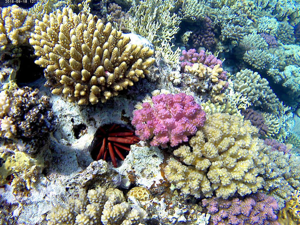 Sport & Freizeit Serenity Alpha Beach