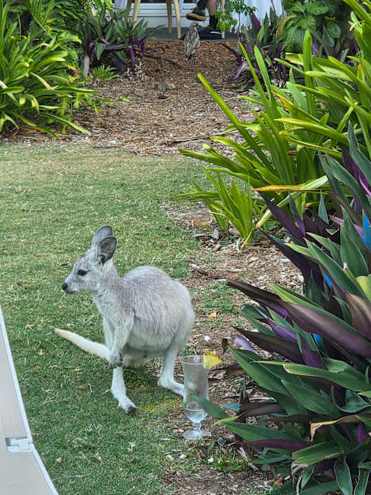 Gartenanlage Daydream Island Resort and Spa