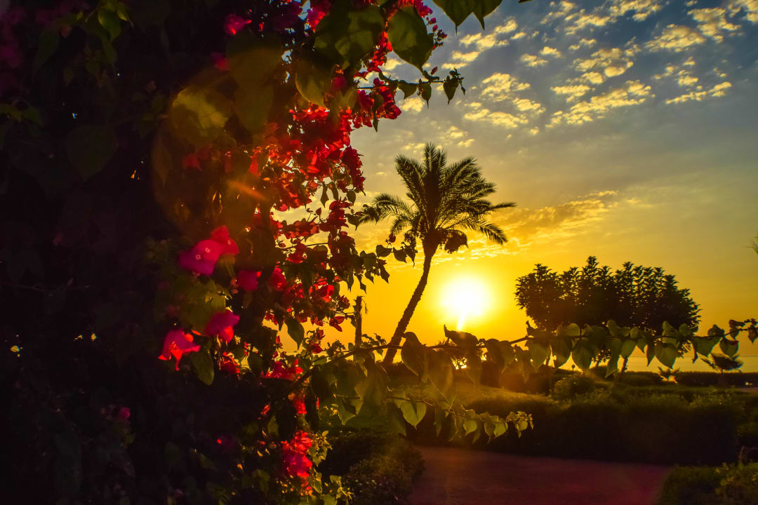 Gartenanlage Three Corners Equinox Beach Resort