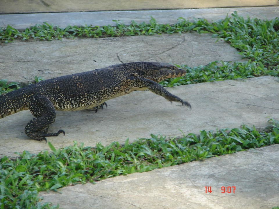 Haustier Moracea by Khao Lak Resort