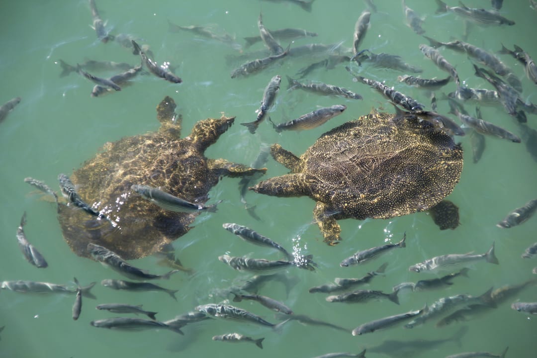 Schildkröte und Schnappfische Grand Seker Hotel