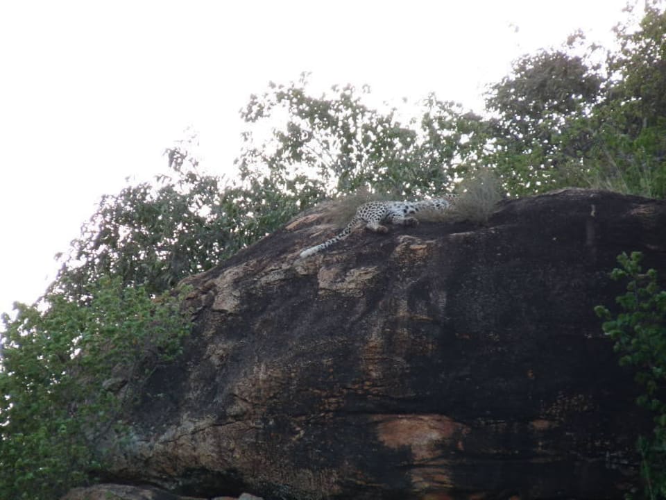 Leopard am Lions Rock Lions Bluff Safari Camp
