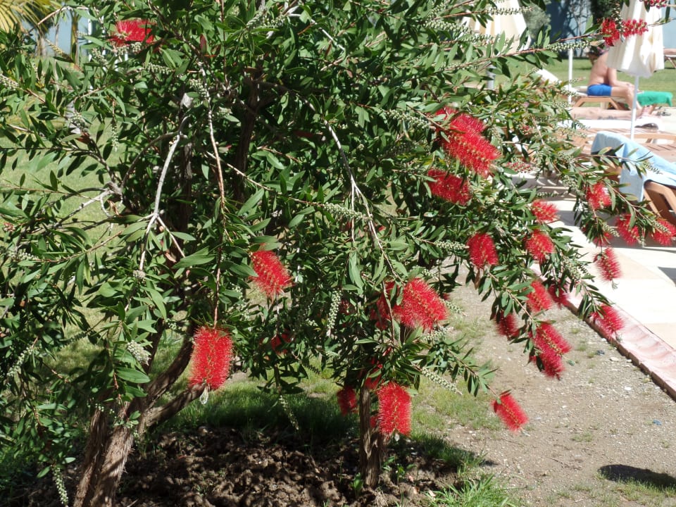 Gartenanlage Solivia Hotel