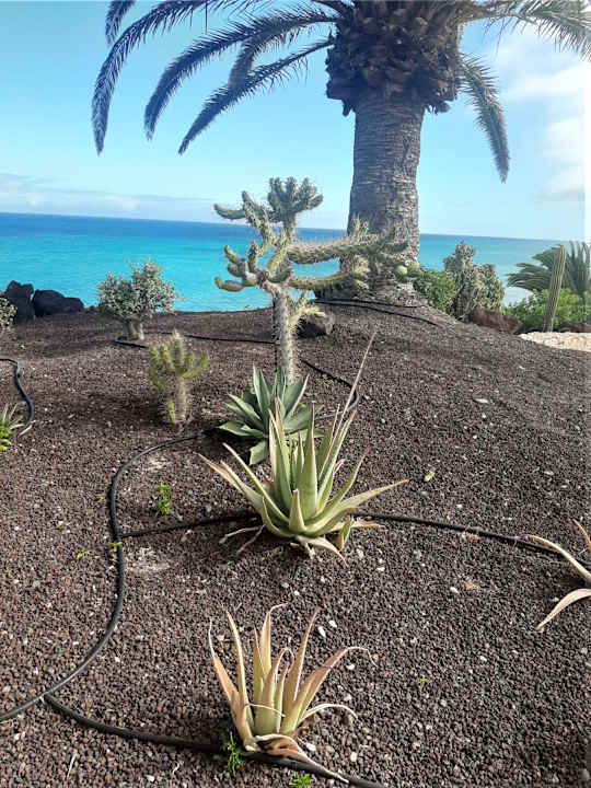 Gartenanlage R2 Pajara Beach