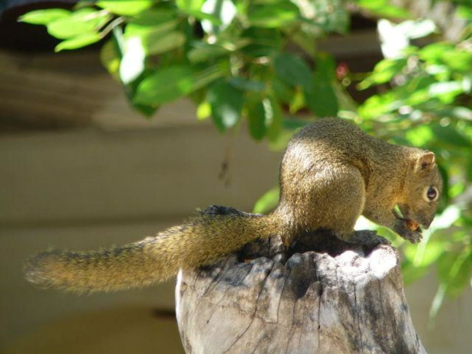 Streifenhörnchen Griya Santrian Beach Resort & Spa