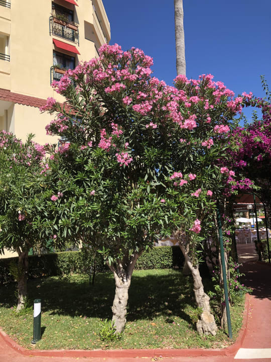 Gartenanlage Miramare Queen Hotel