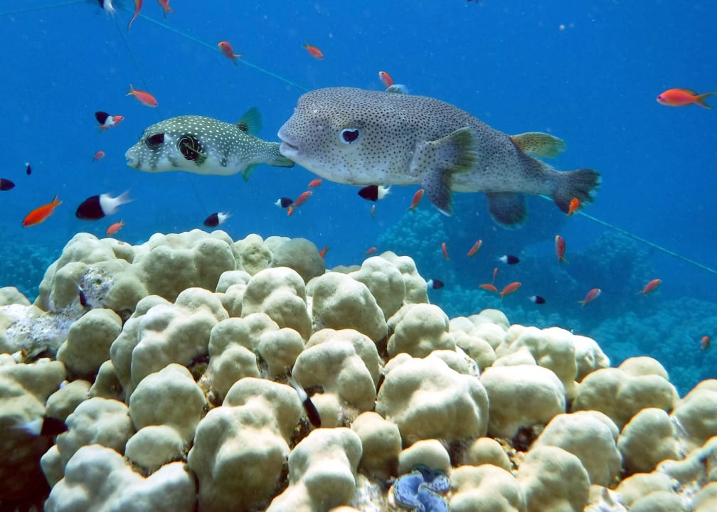 Hausriff Rohanou Beach Resort Rohanou Beach Resort