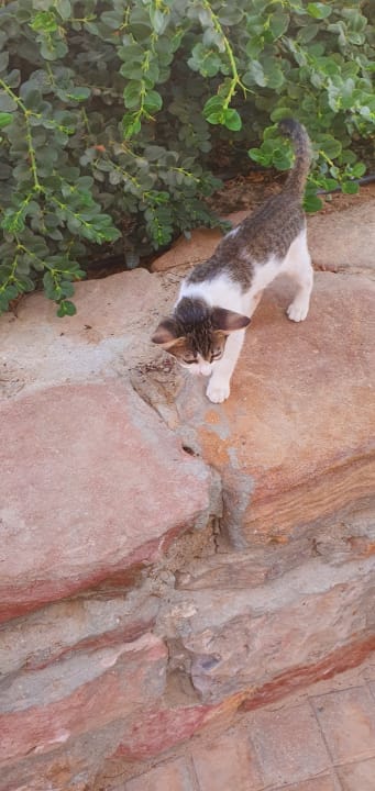 Gartenanlage Stella Garden Resort & Spa, Makadi Bay