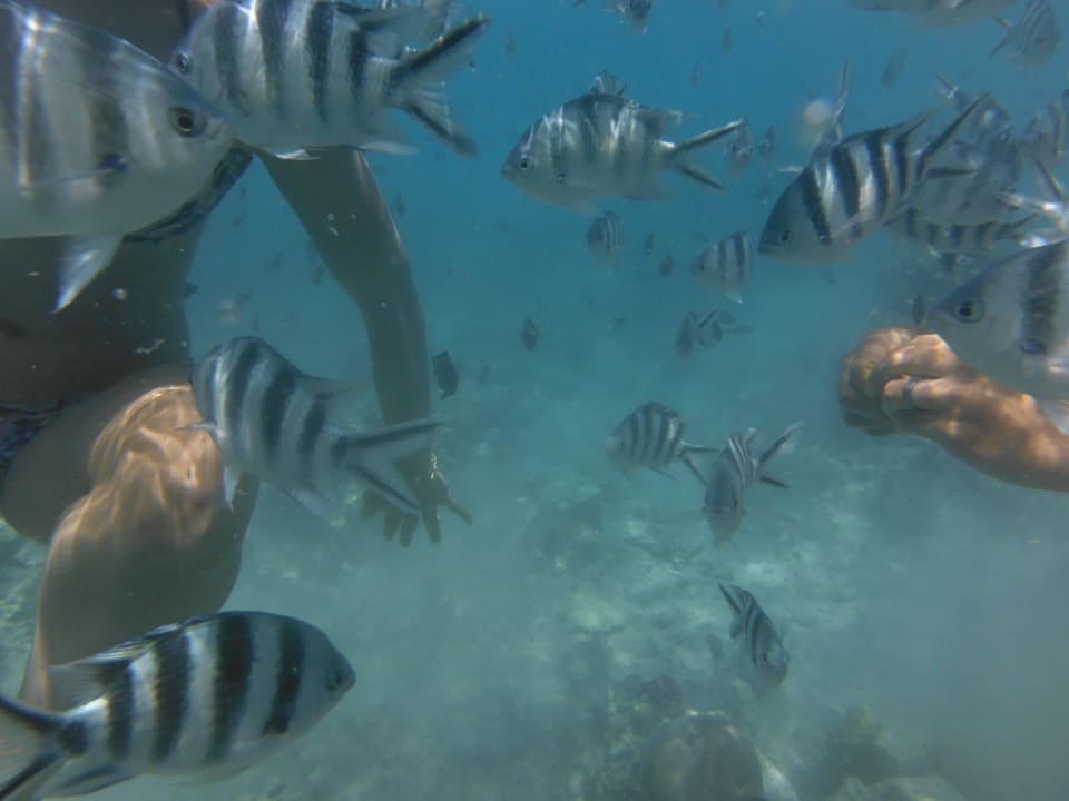 Vorsicht!!! bissig Royal Zanzibar Beach Resort