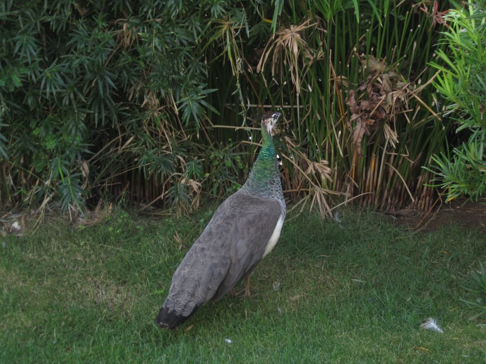 Gartenanlage Hotel Viva Dominicus Beach by Wyndham - All Inclusive Resort