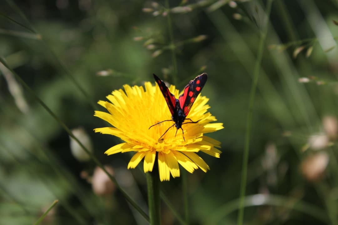 Noch mehr Natur Genießer- & Wanderhotel Jägerhof