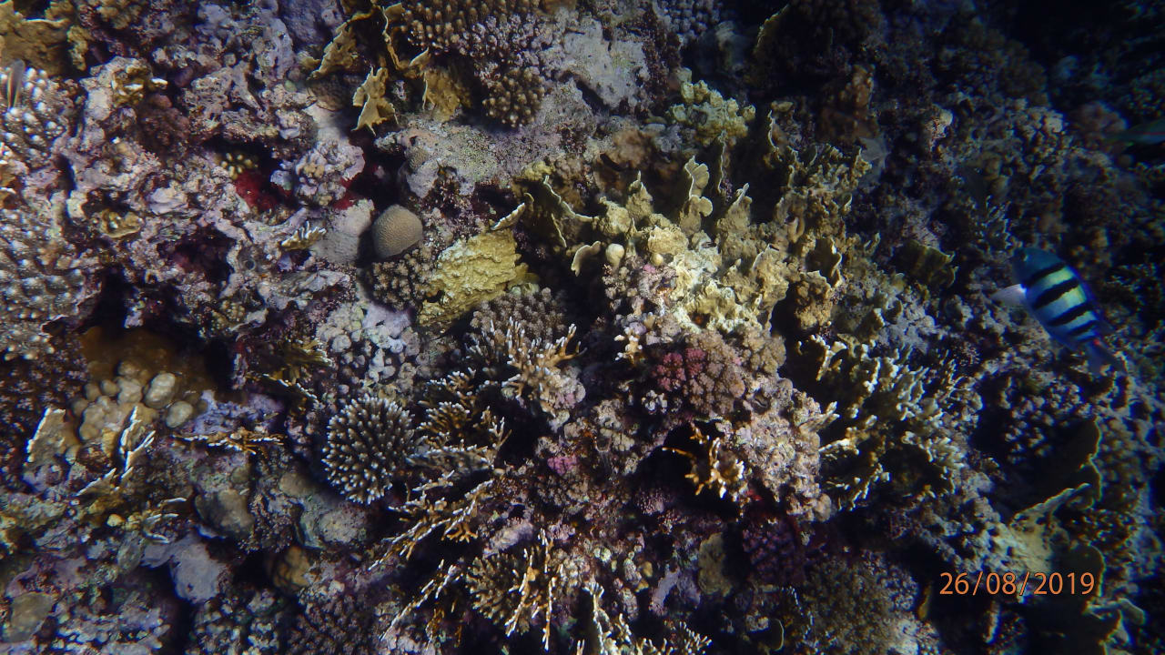 Sport & Freizeit Three Corners Sea Beach Resort