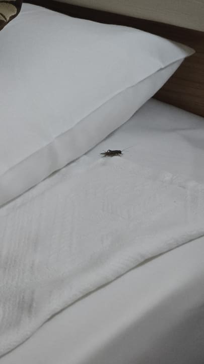 Zimmer Cenger Beach Resort & Spa