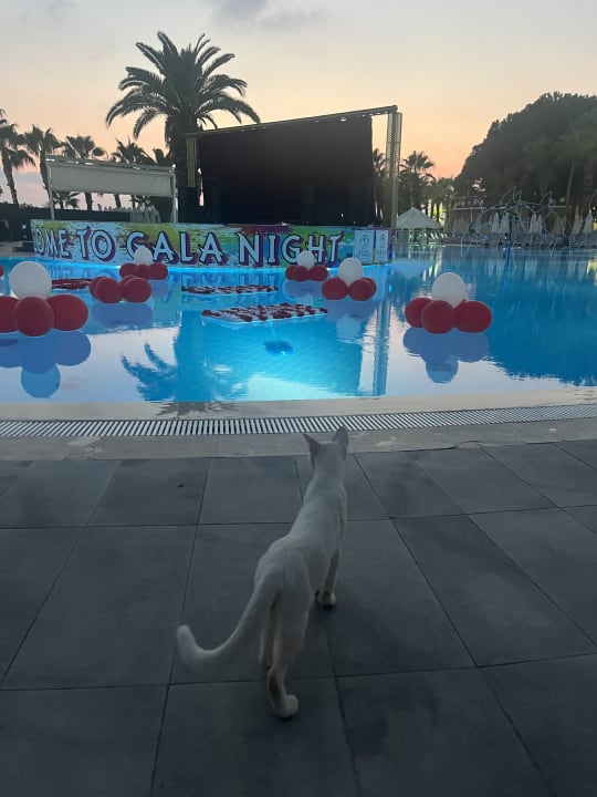 Pool Hotel Botanik Platinum