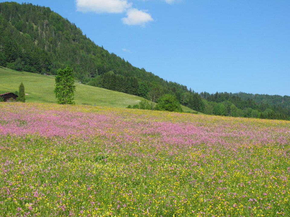 Blumenwiese Gästehaus Bergstüberl