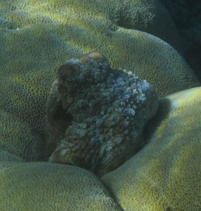 Strand Papua Paradise Eco Resort