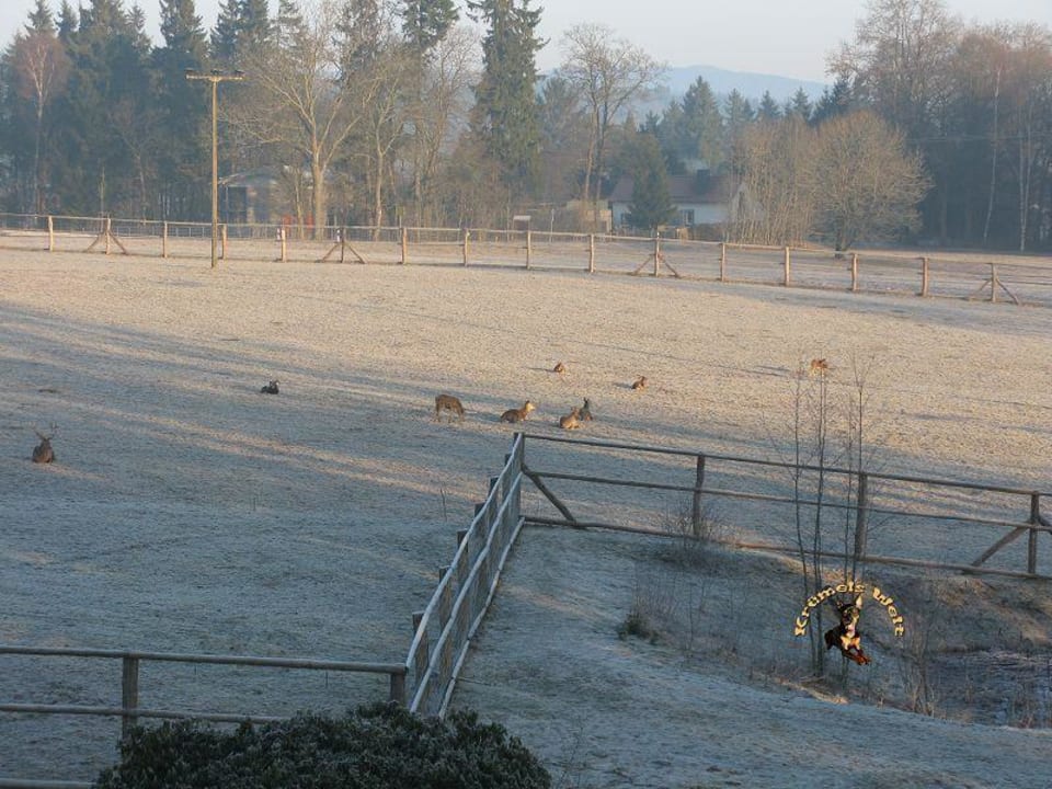 Ausblick aus Zimmer 209 Hotel Harzhaus