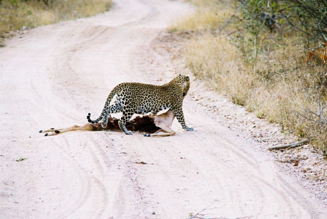 Leopardin mit Beute Hotel Ngala Game Reserve