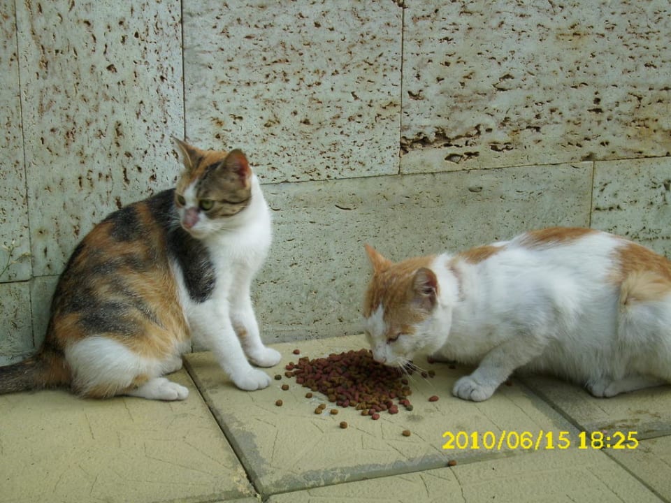 Die beiden Miezen waren wieder da. HVD Riviera Beach