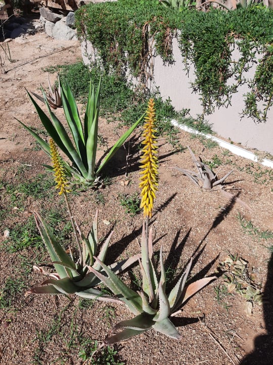 Gartenanlage Shams Safaga Resort