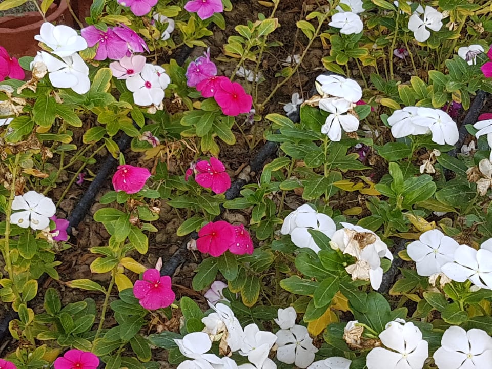 Gartenanlage VONRESORT Golden Beach