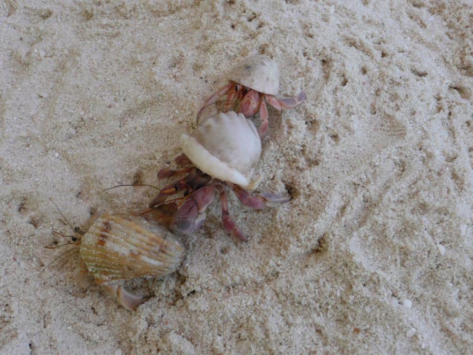 Inselbewohner NH Collection Maldives Reethi Resort