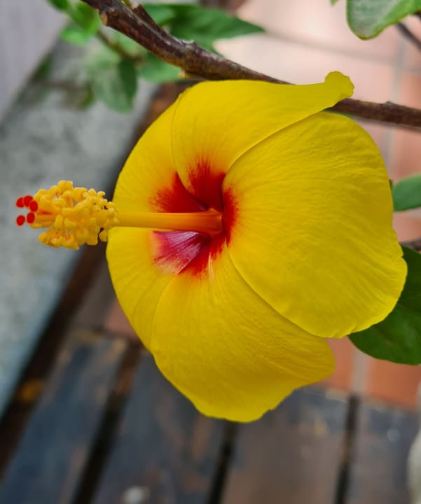 Gartenanlage allsun Hotel Bella Paguera