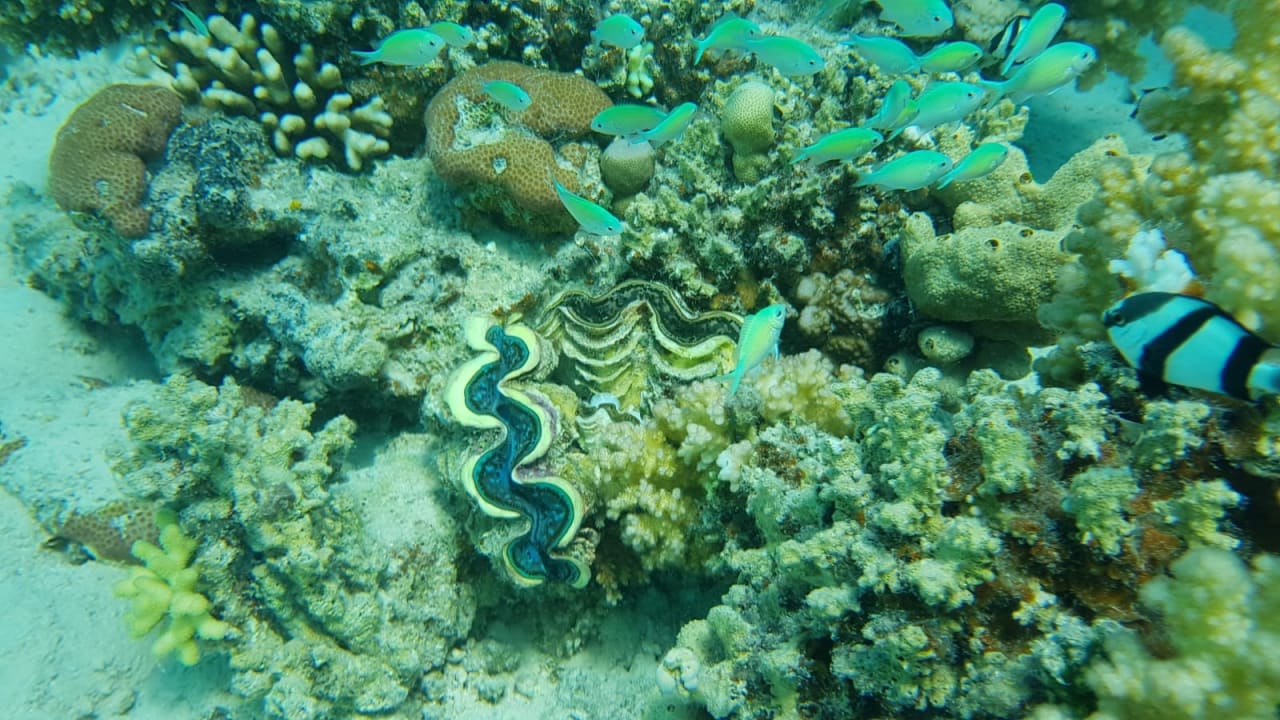 Sport & Freizeit ROBINSON SOMA BAY