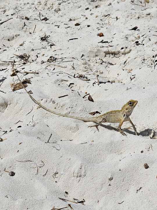 Gartenanlage Kuredu Island Resort & Spa