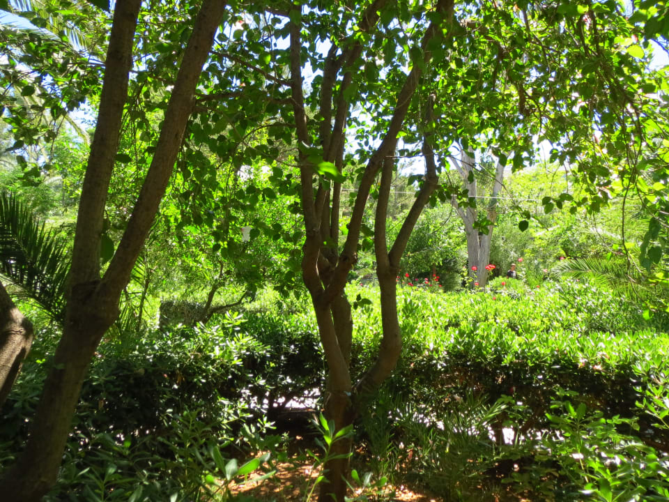Gartenanlage Apollonia Beach Resort & Spa