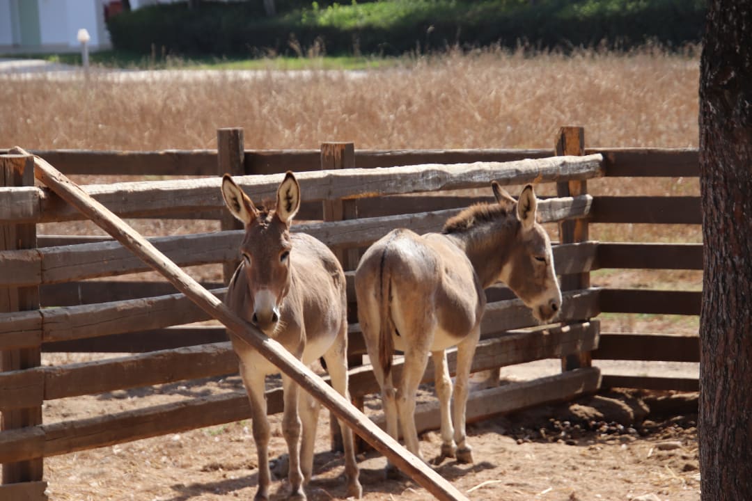 Sonstiges Atlantica Plimmiri