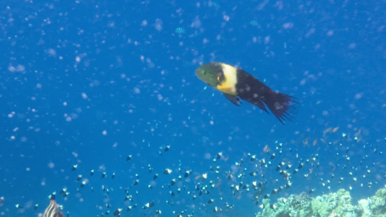 Sonstiges Three Corners Happy Life Beach Resort