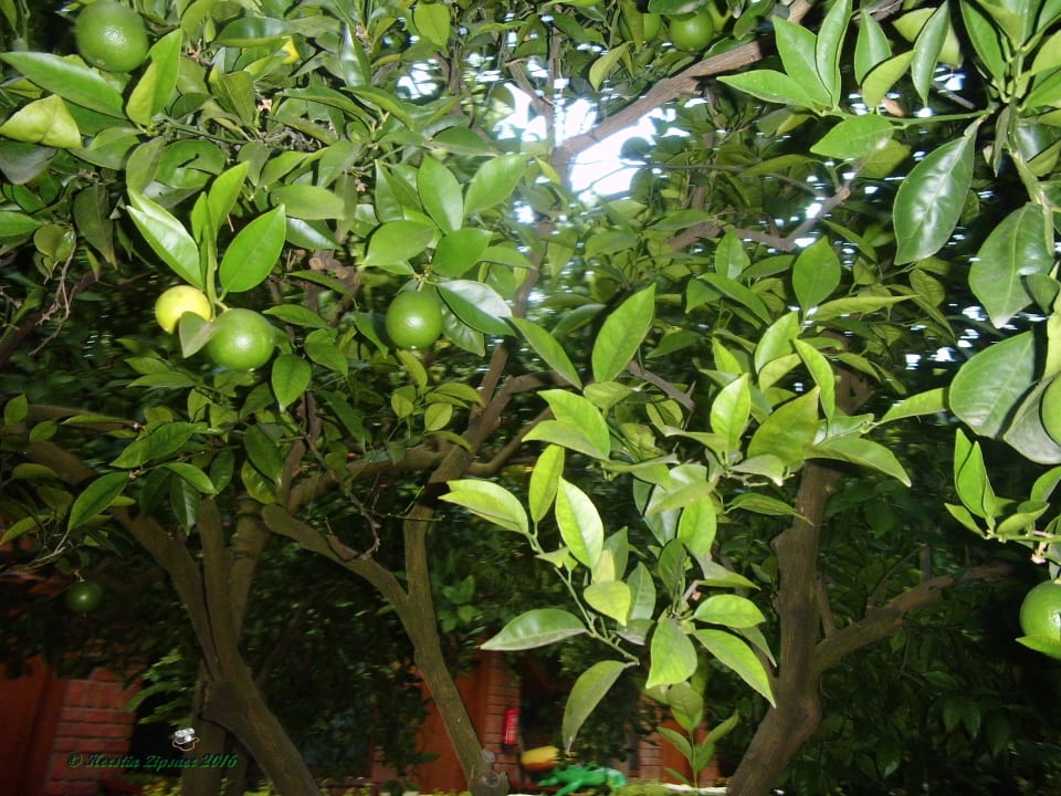 Obstbäume Can Garden Beach