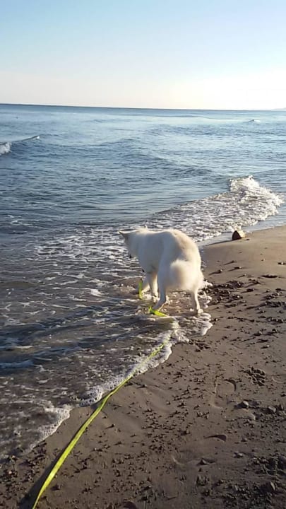 Spaziergang mit dem Hund Hotel Royal Baltic Luxury Boutique