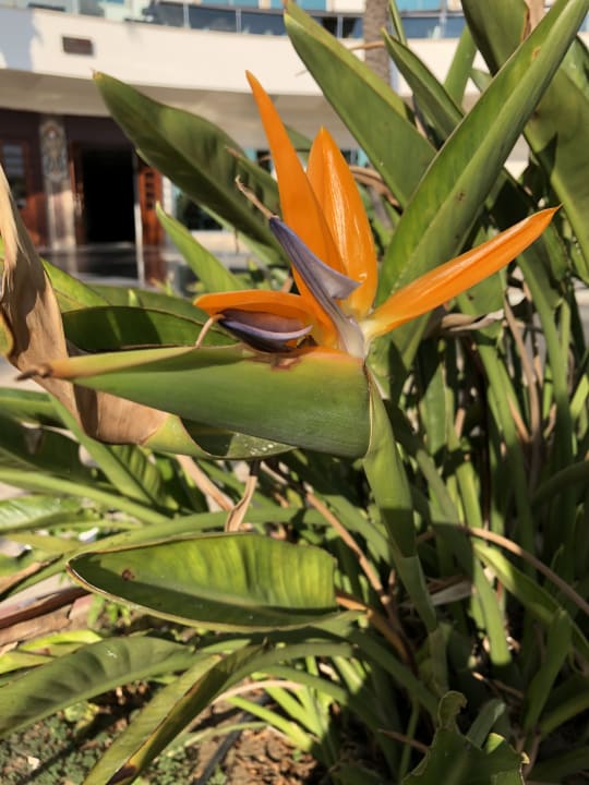 Gartenanlage Saphir Resort & Spa