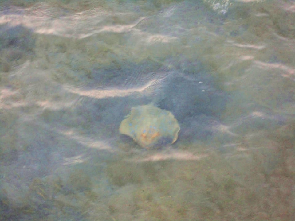 Rochen am Strand vor dem Hotel Stella Beach Resort & Spa Makadi Bay