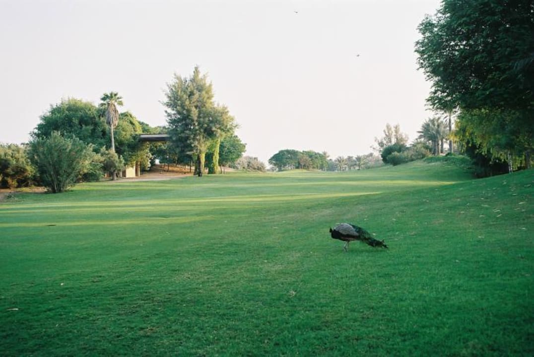 Golfplatz JA Beach Hotel
