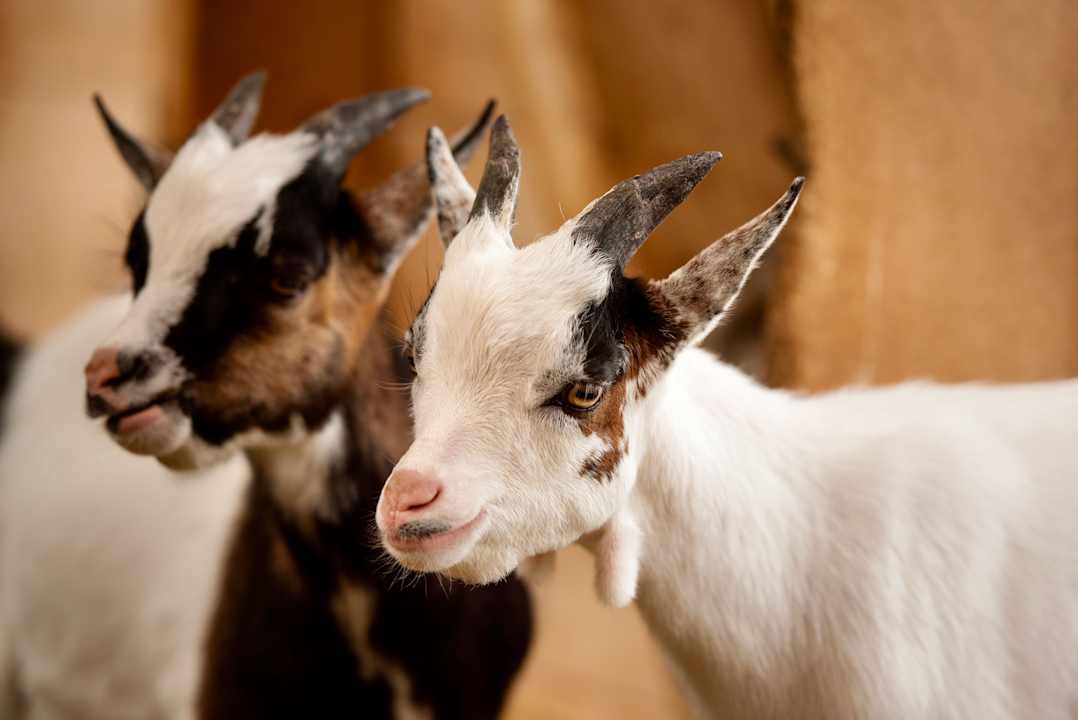 Gartenanlage Kinderhotel Felben