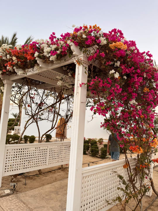 Gartenanlage Hilton Marsa Alam Nubian Resort