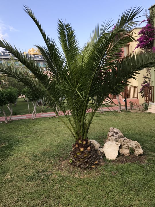 Gartenanlage VONRESORT Golden Beach